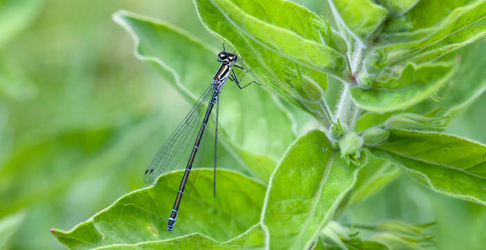 Kleinlibelle © Pro Natura 