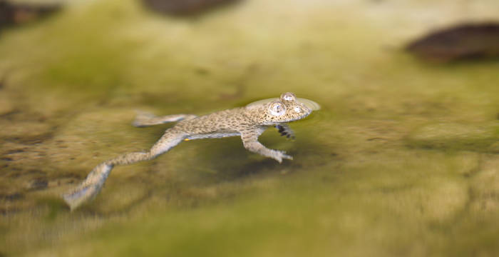 Gelbbauchunke © Pro Natura
