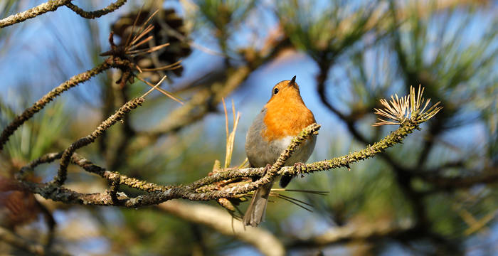 Rotkelchen © Pro Natura