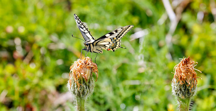 Schwalbenschwanz © Pro Natura