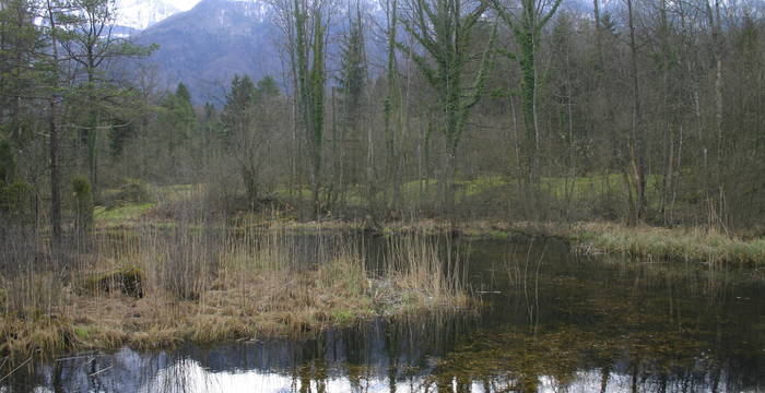 Lauerzersee