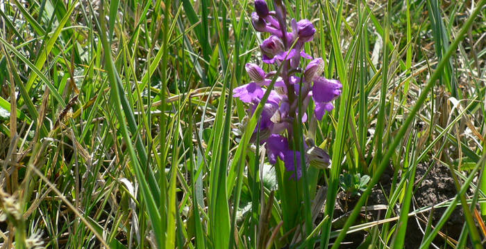 Orchidee im Nuoler Ried