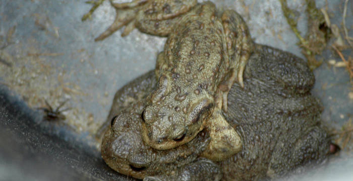 Erdkröten © Pro Natura 
