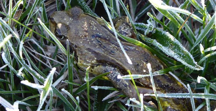 Grasfrosch © Pro Natura 
