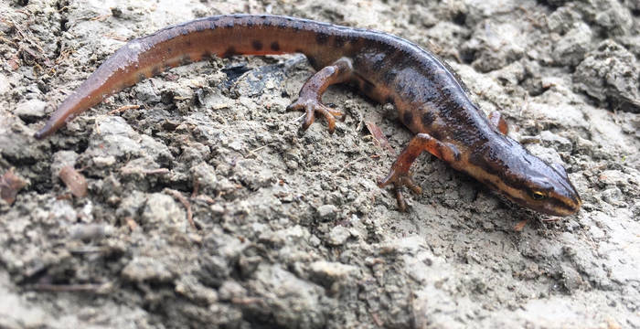 Teichmolch © Pro Natura 