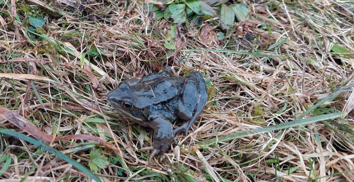 Grasfrosch © Edi Ramp 