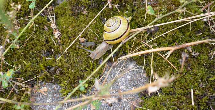 Hain-Schnirkelschnecke