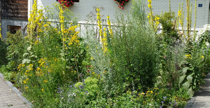 Heilpflanzengarten © Brigitte Waser-Bürgi 