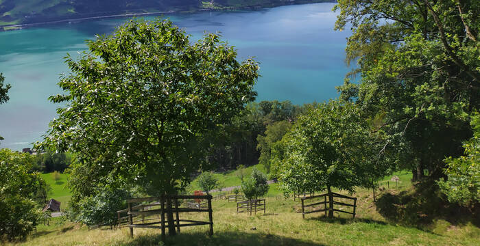 Kastanienhain Rufiberg © Heidi Schuler