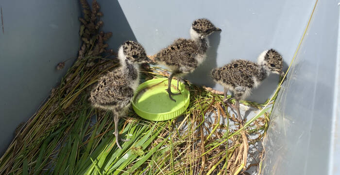 Kiebitzjunge © Martina Gabay