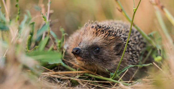 Igel