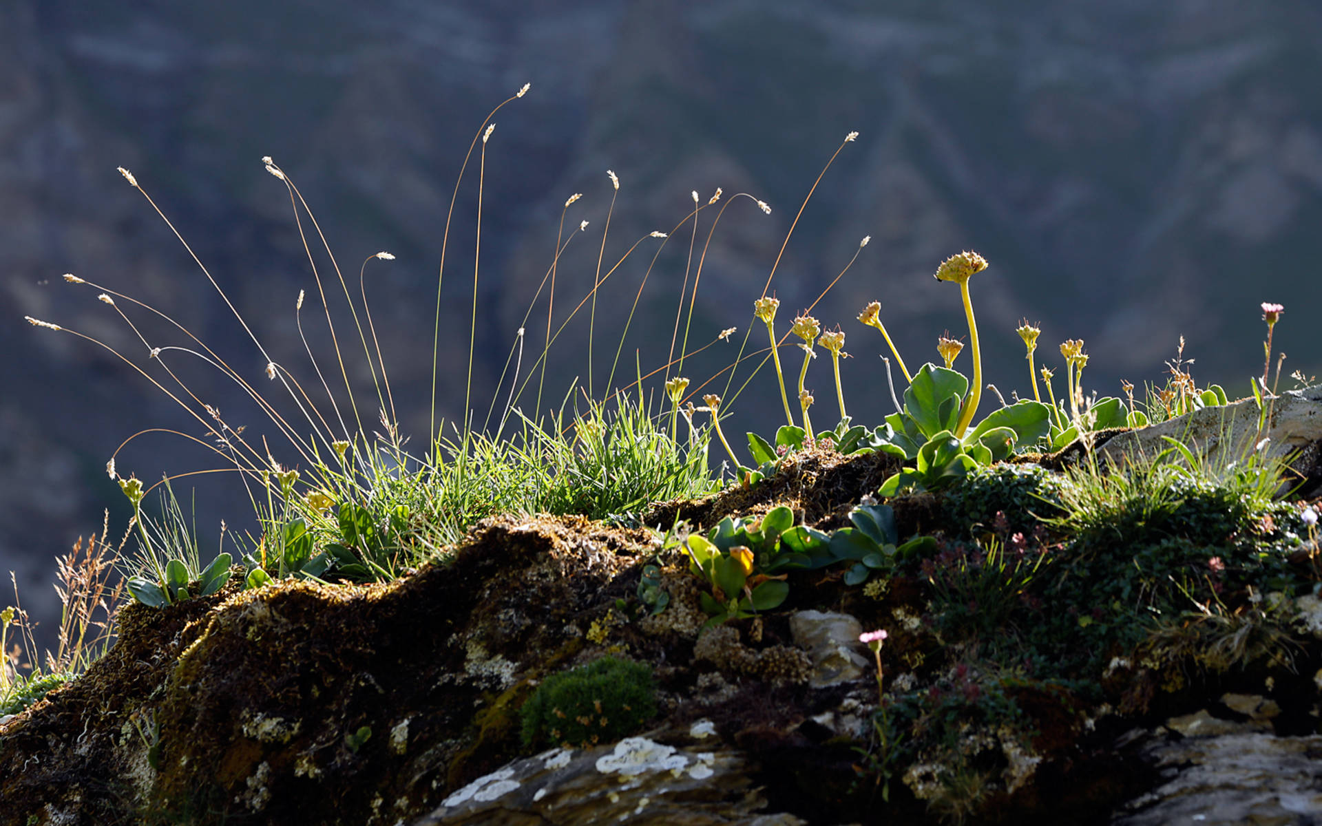 Felsflora © Pro Natura