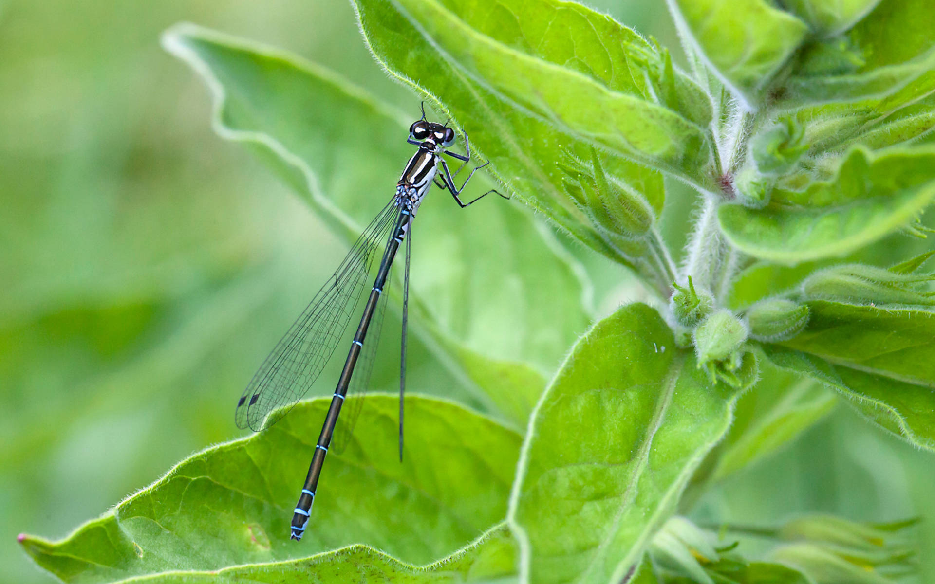 Kleinlibelle © Pro Natura