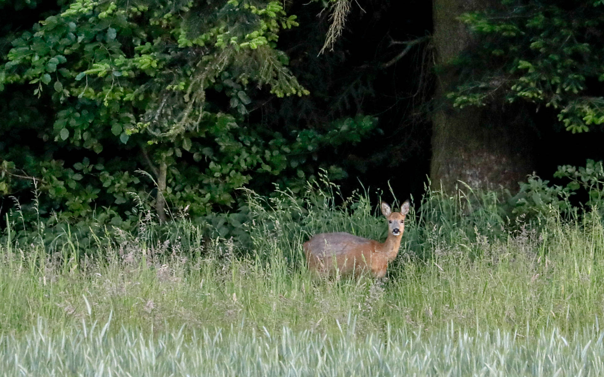 Reh im Wald © Matthias Sorg