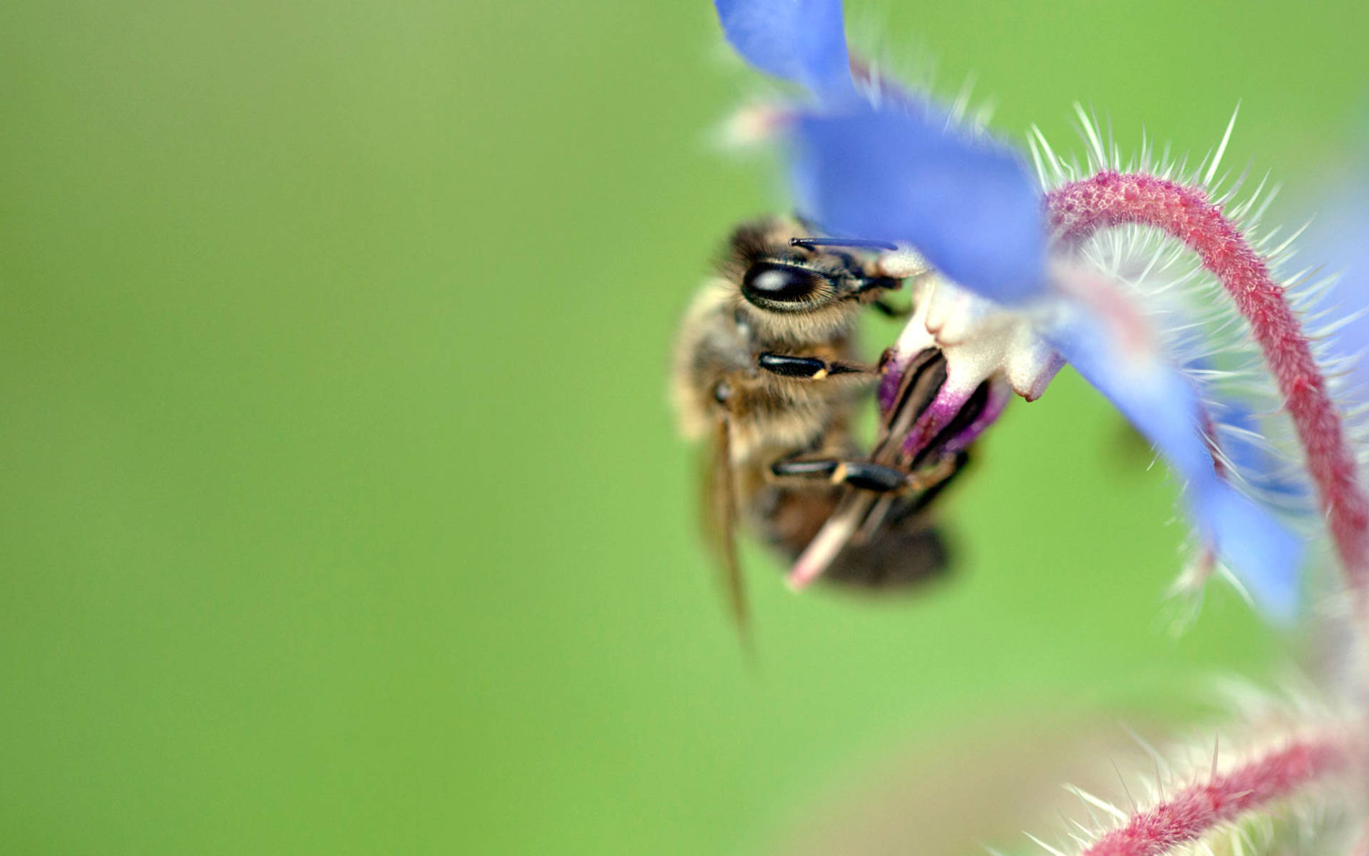 Biene an Borretsch © Pro Natura