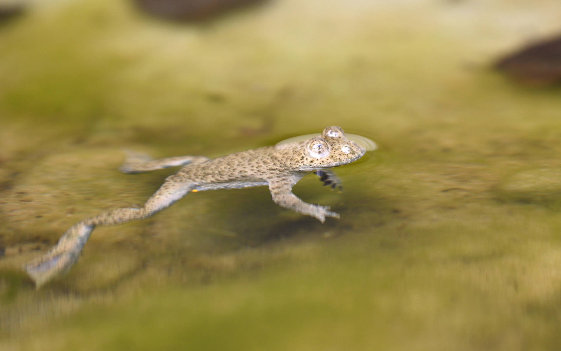 Gelbbauchunke © Pro Natura