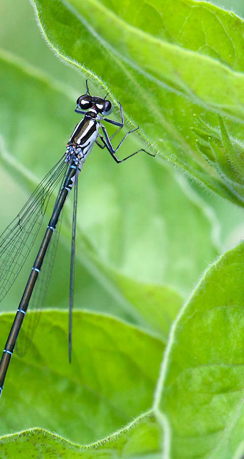 Kleinlibelle