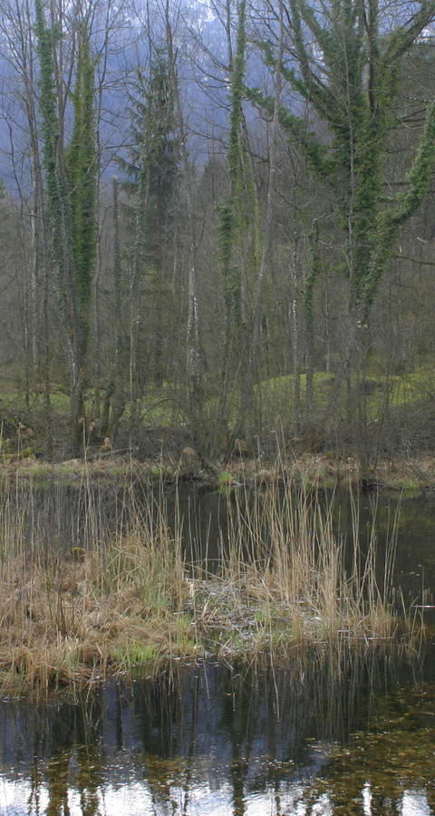 Lauerzersee