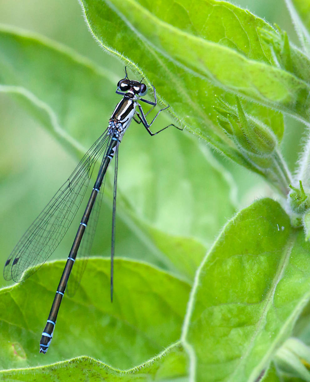 Kleinlibelle