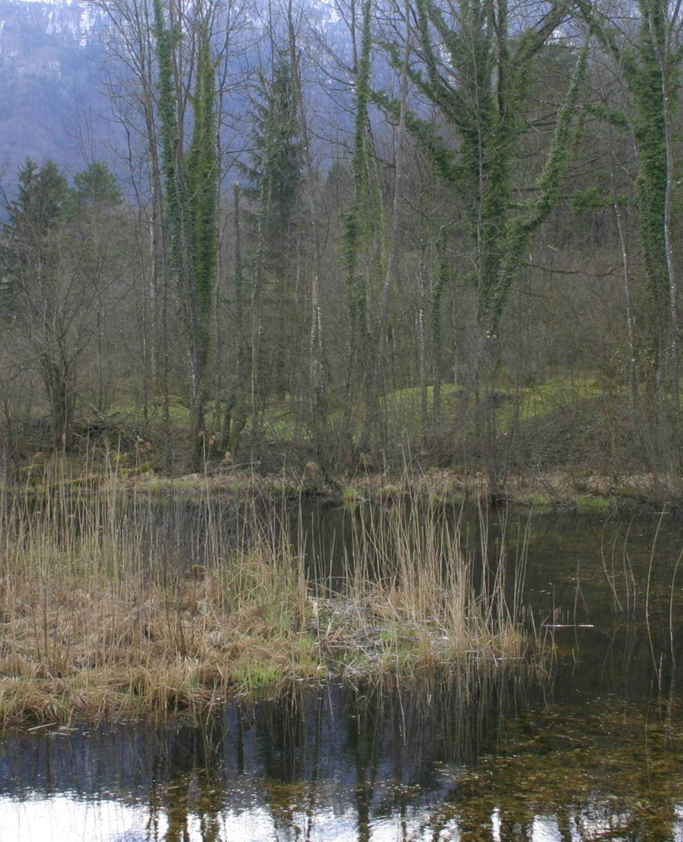 Lauerzersee