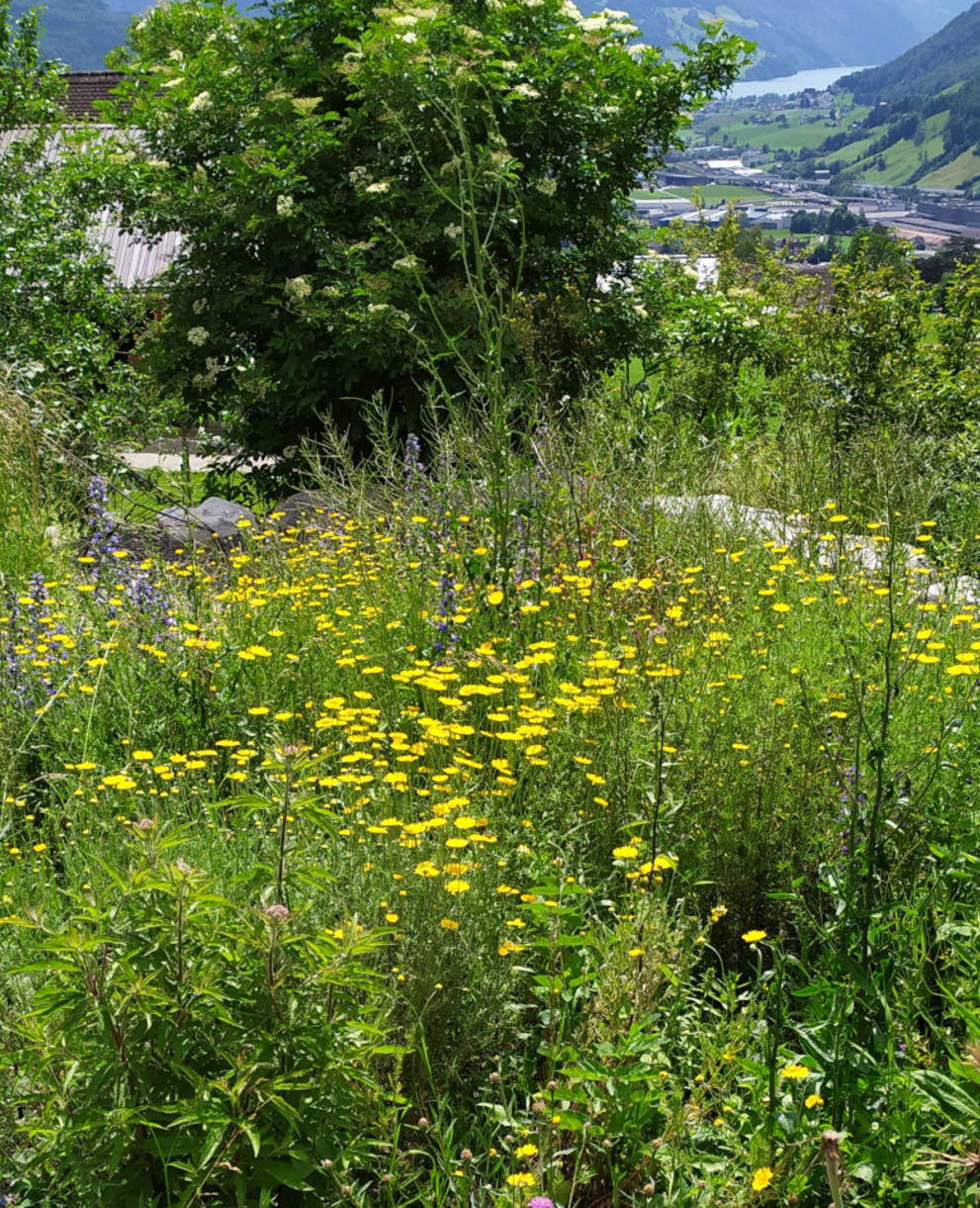 Naturgarten Schwyz