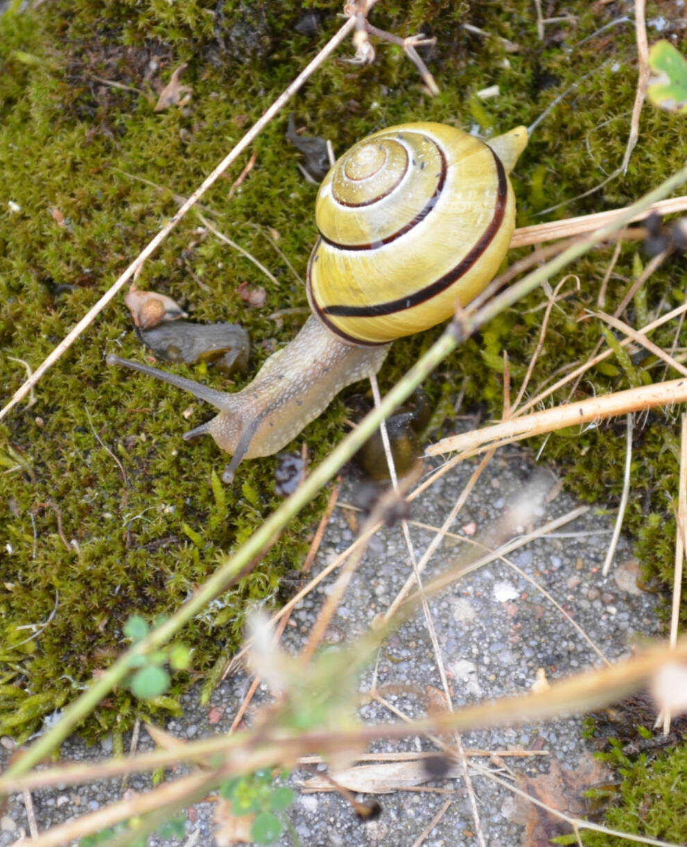 Hain-Schnirkelschnecke