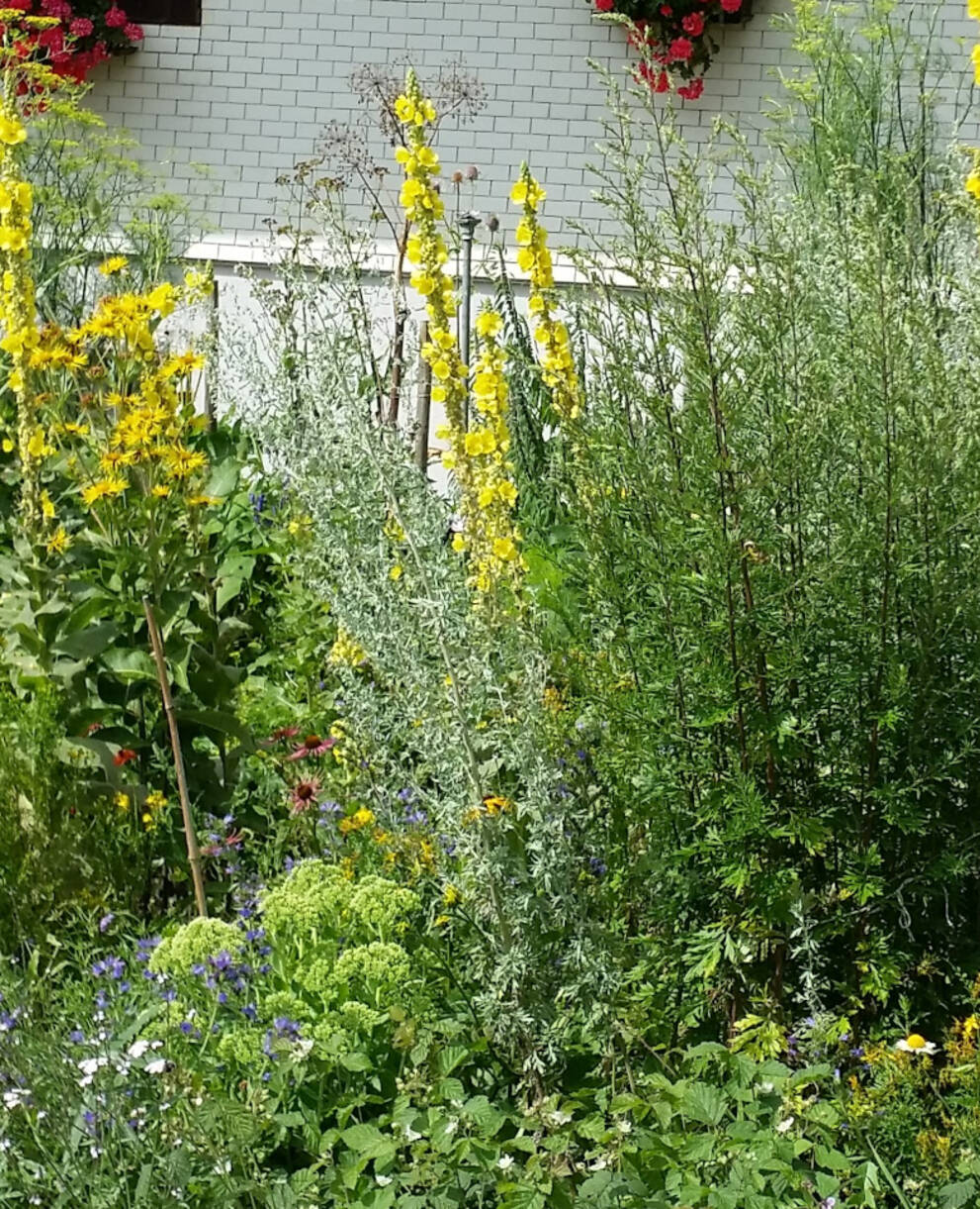 Heilpflanzengarten © Brigitte Waser-Bürgi 