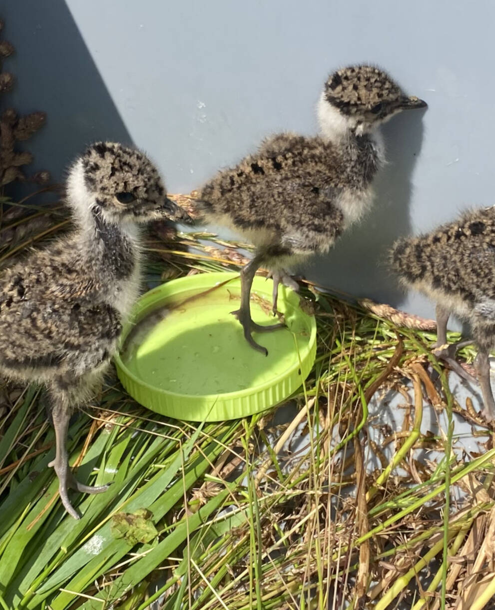 Kiebitzjunge © Martina Gabay