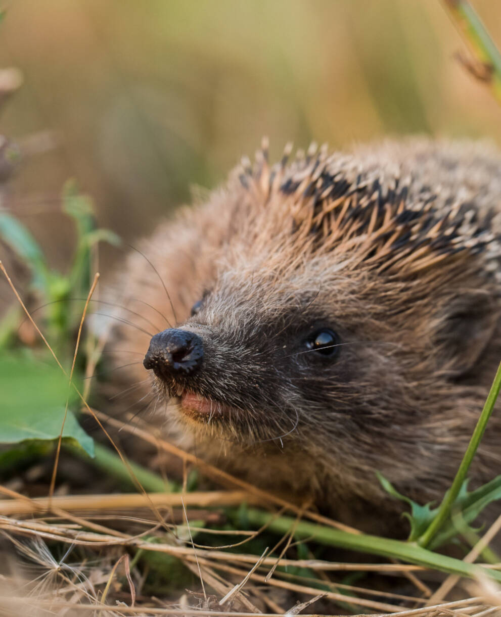 Igel